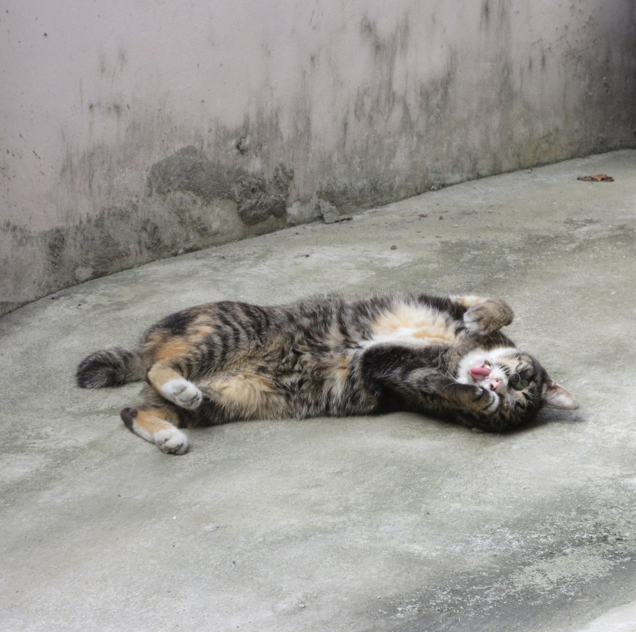 1_작은귀_벌러덩_그루밍1_ 230923.jpg