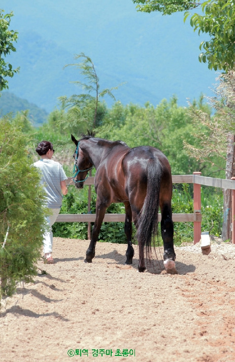 0_퇴역경주마초롱이.jpg