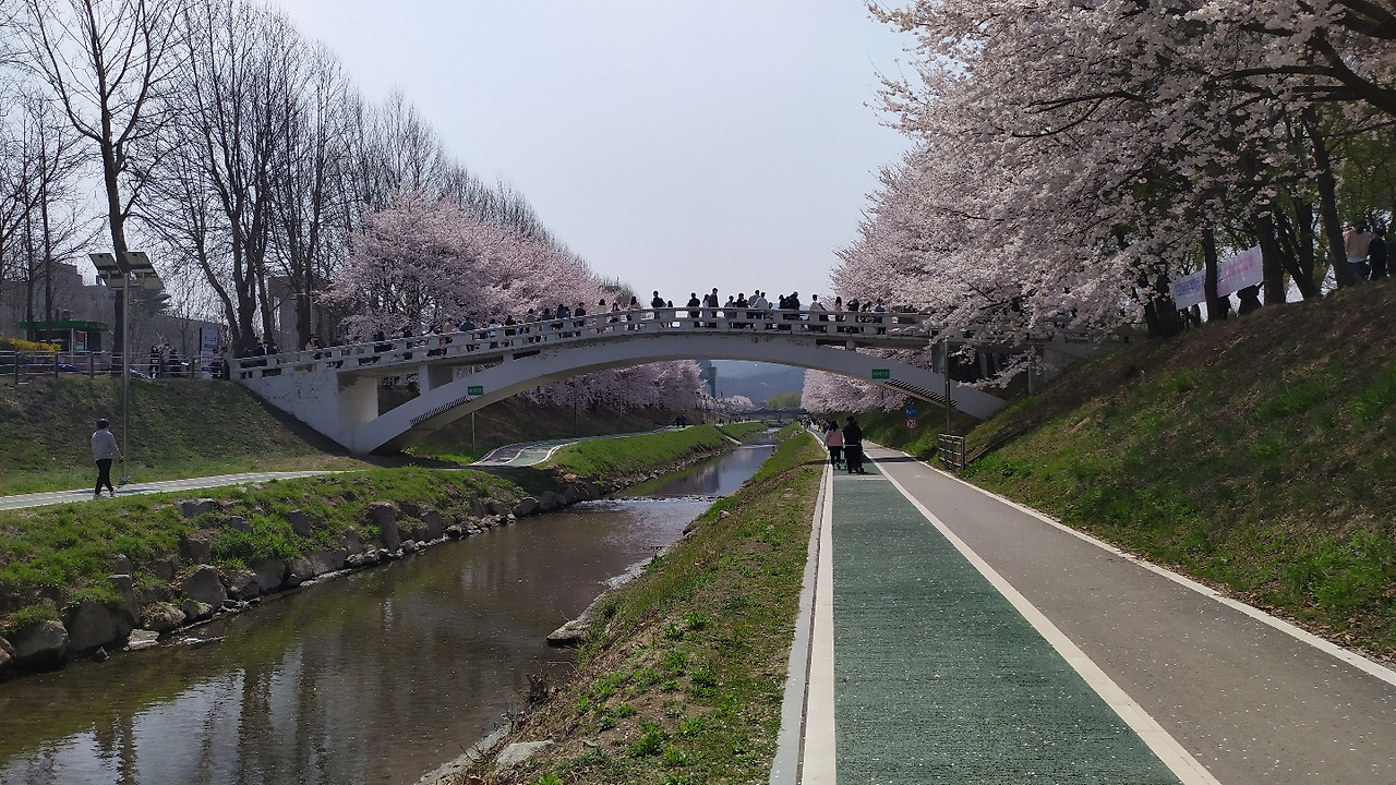 대충 4월 9일 양재천 벚꽃사진 (3).jpg