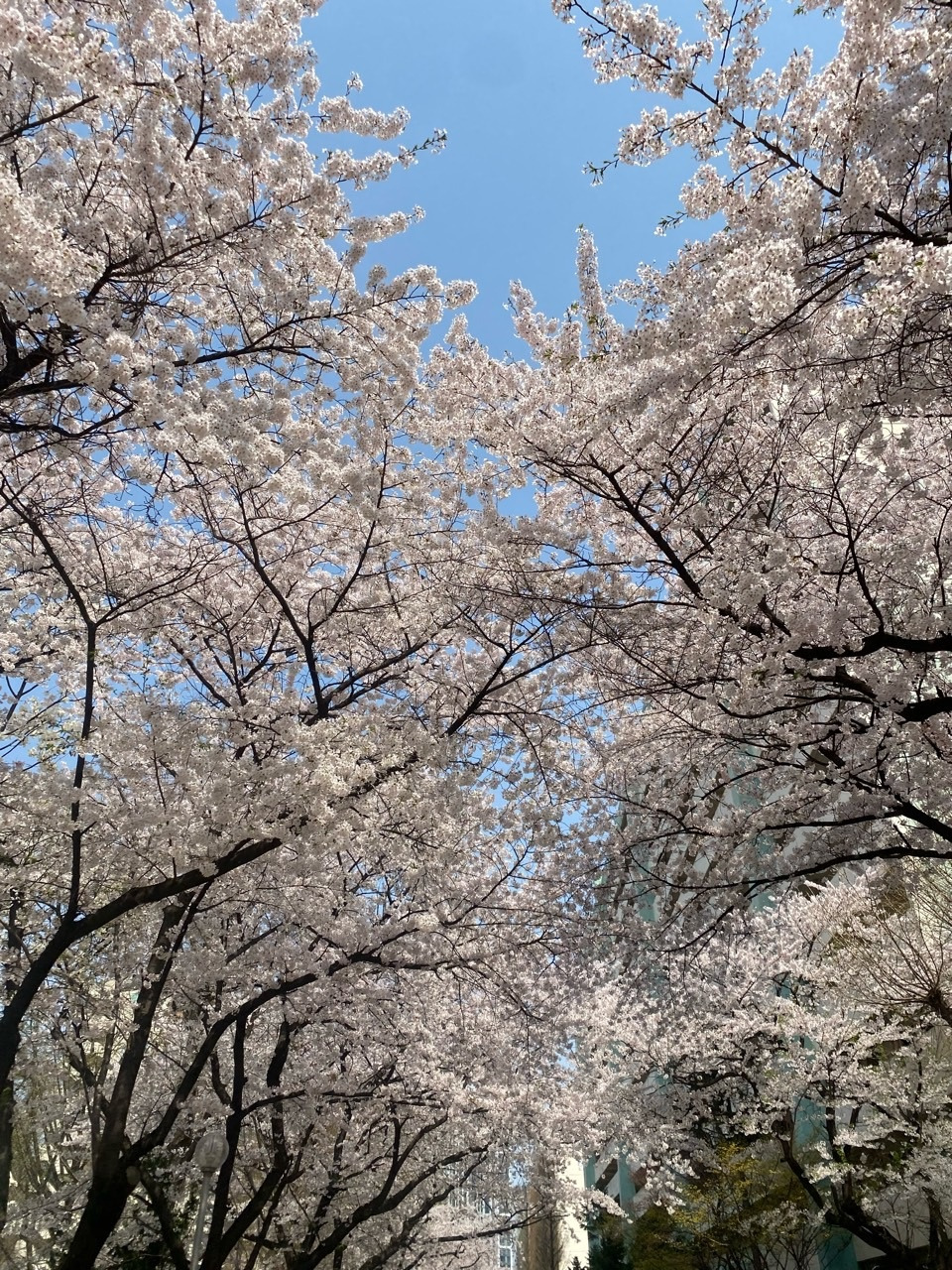 대충 4월 9일 양재천 벚꽃사진.jpg