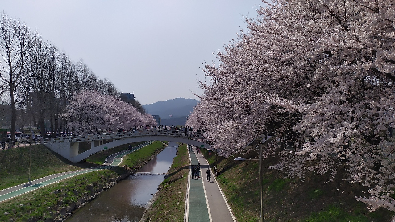 대충 4월 9일 양재천 벚꽃사진 (2).jpg
