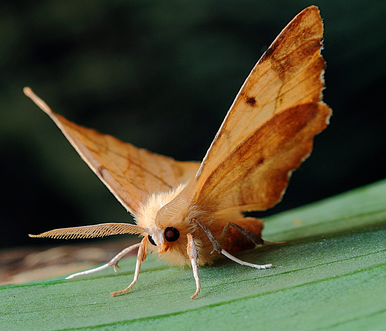 moth-1736955_1280.jpg