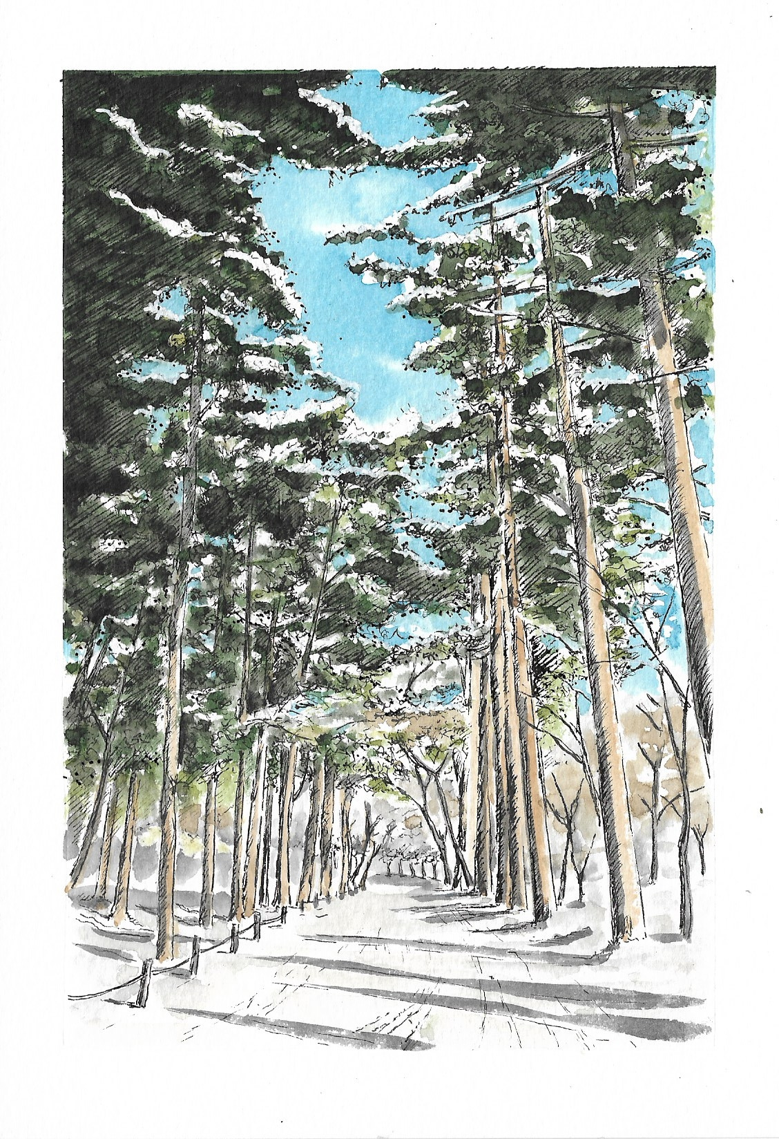 32 눈내린 전나무숲.jpg