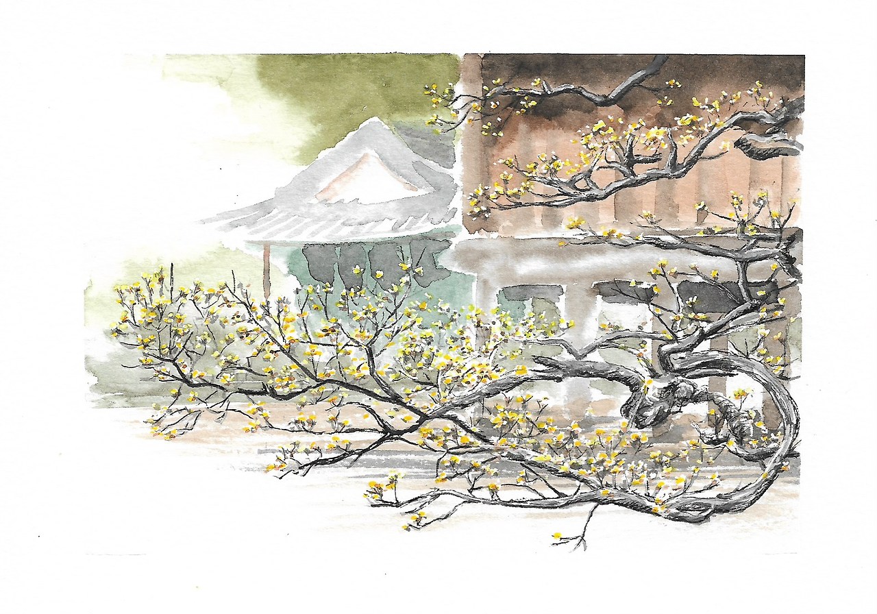 88 설선당산수유.jpg