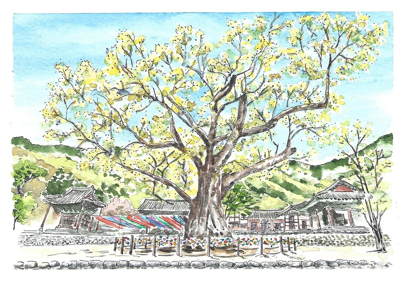 08 천년 느티나무.jpg