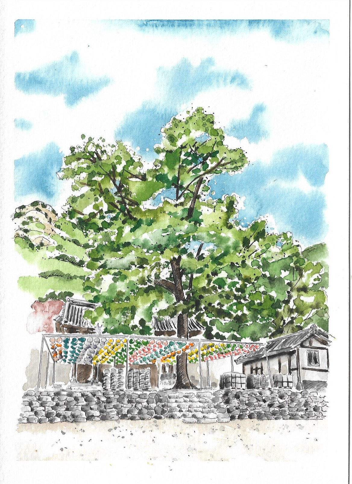 19 내소사 보리수.jpg