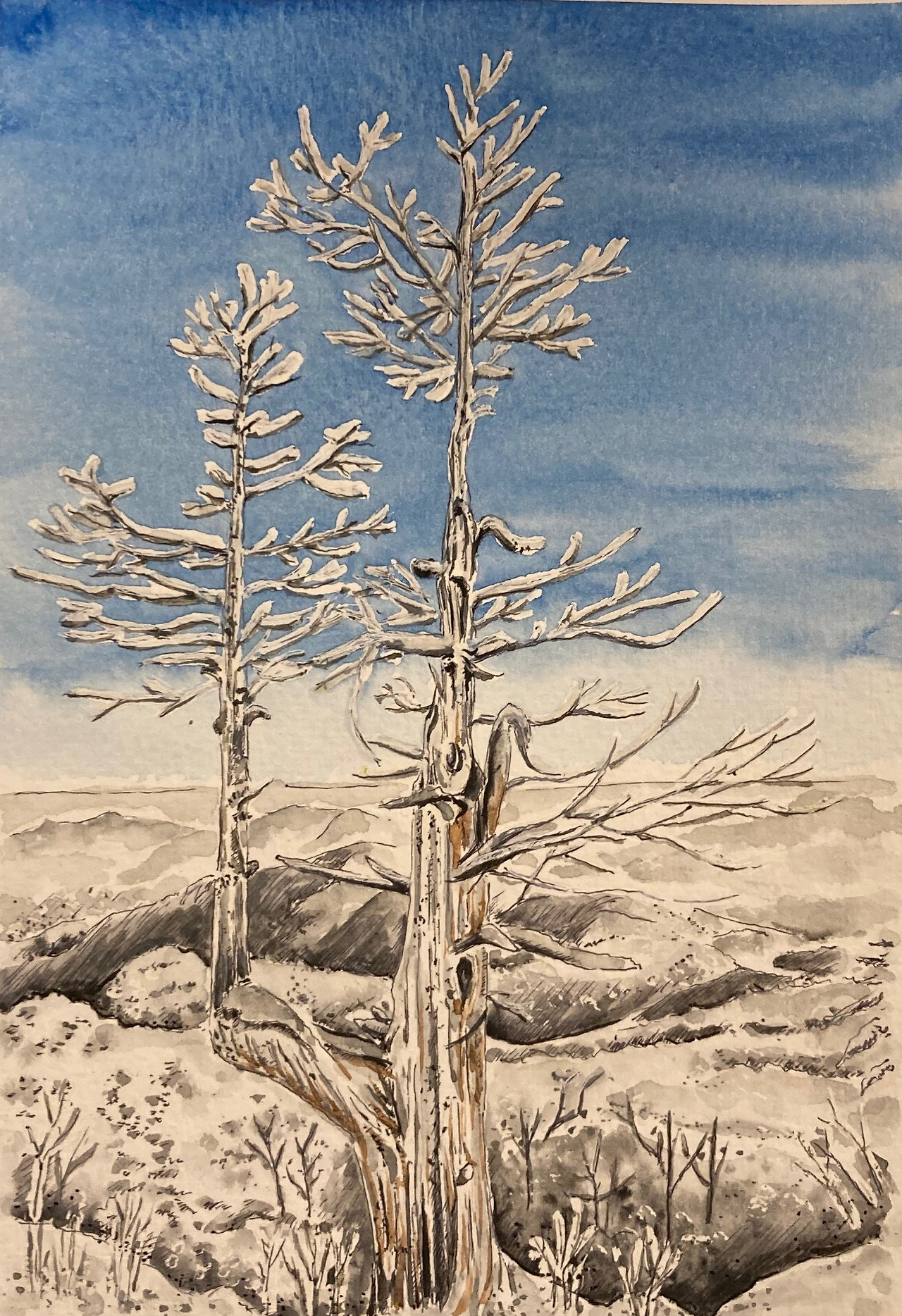 96 겨울나무.jpg