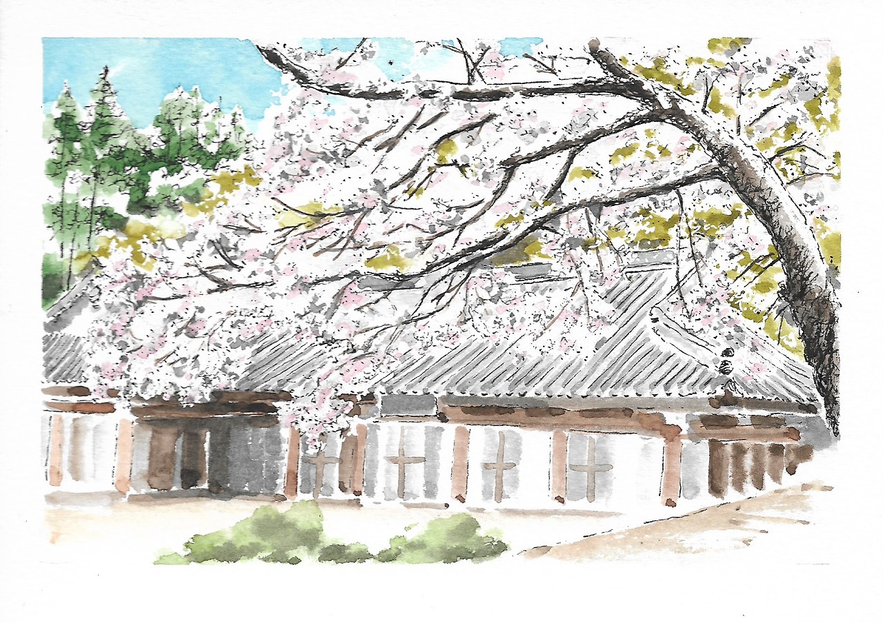 87 내소사벚나무.jpg