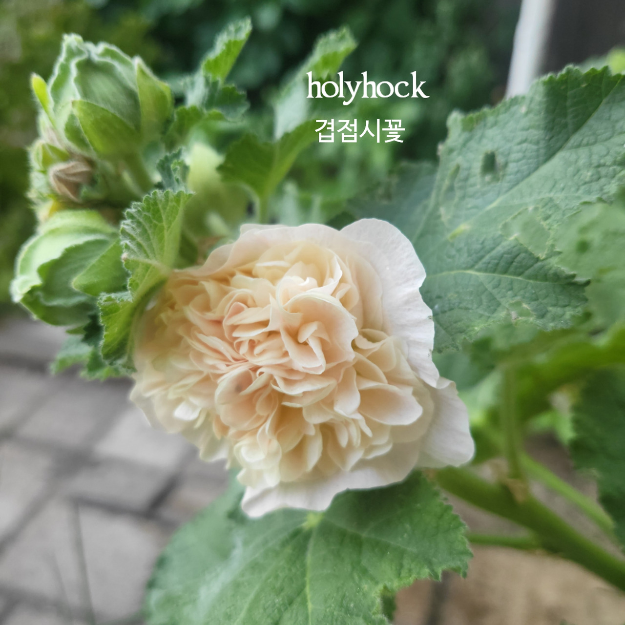 B612_20240623_165544_230 1.jpg