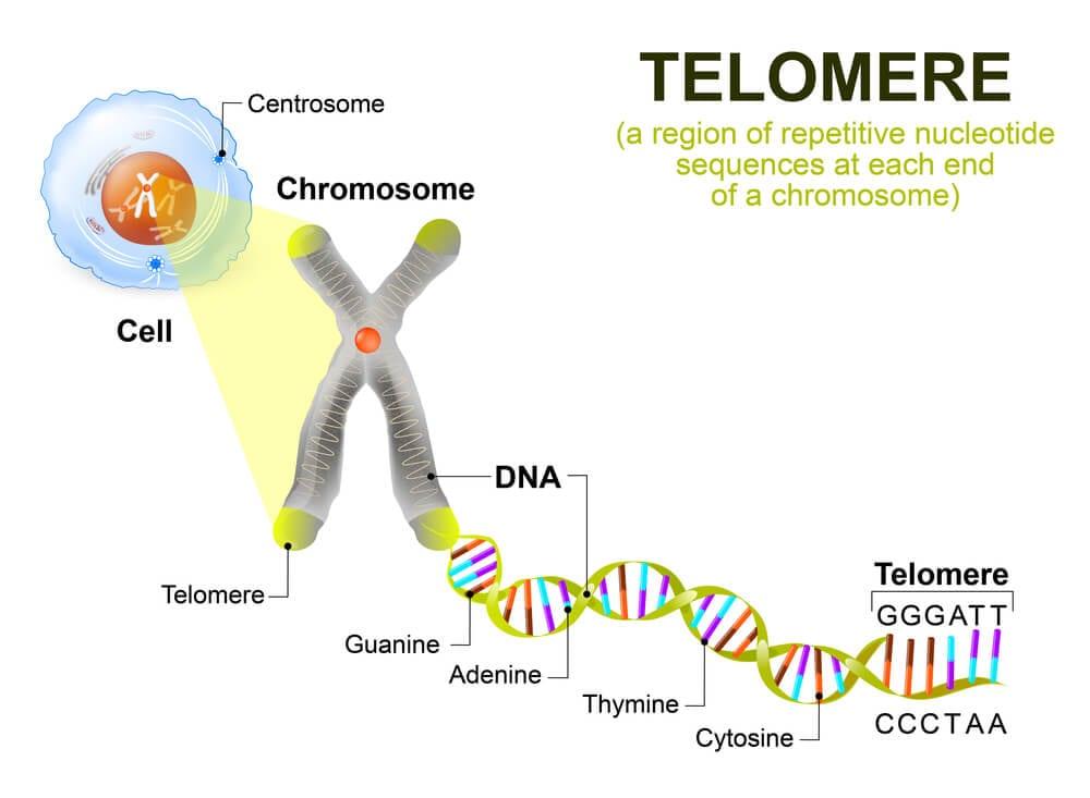 How-Telomere-Testing-Can-Benefit-You.jpg
