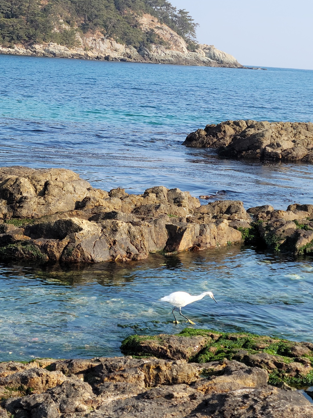 29. 외로운 철새.jpg