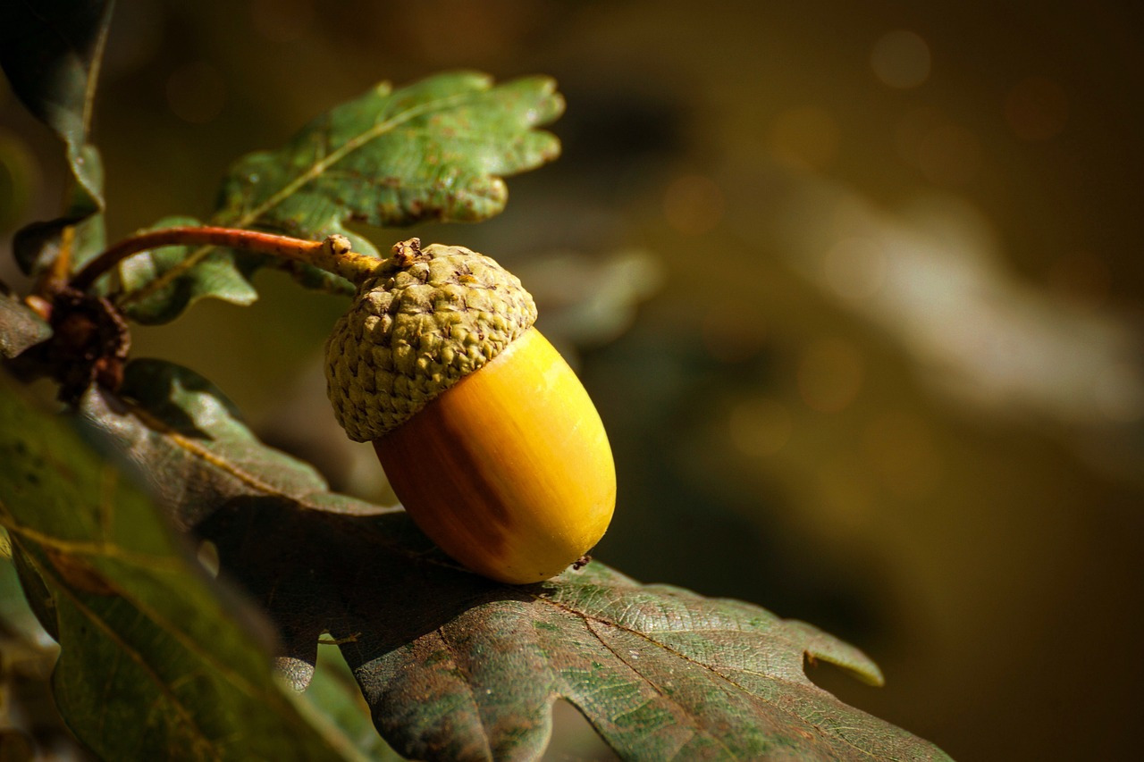 acorn-3700512_1280.jpg