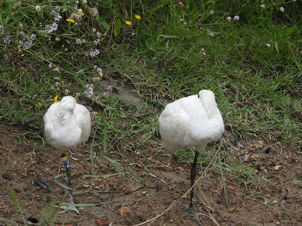 금홍염전의 저어새.jpg