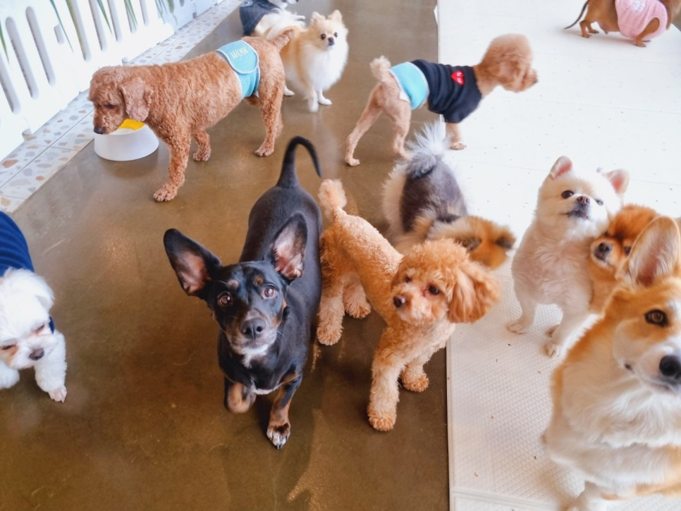강아지놀아주기_전주애견유치원_전주애견호텔_고마워복실아8.jpg