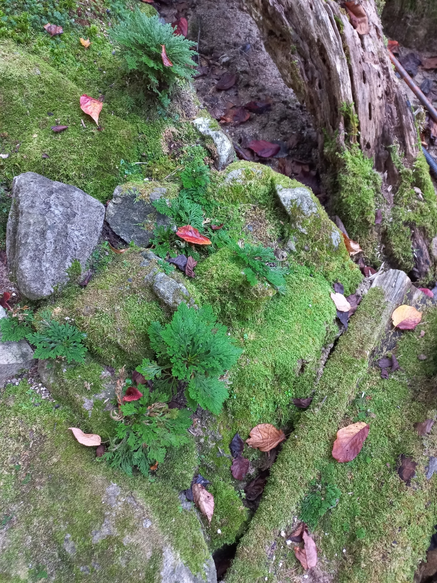 20220921＿162830화담 이끼.jpg