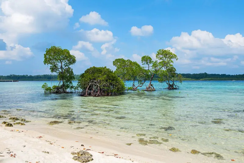 mangrove-tree-vast-sea-shore-havelock-island-andaman-nicobar-india-66618669.jpg