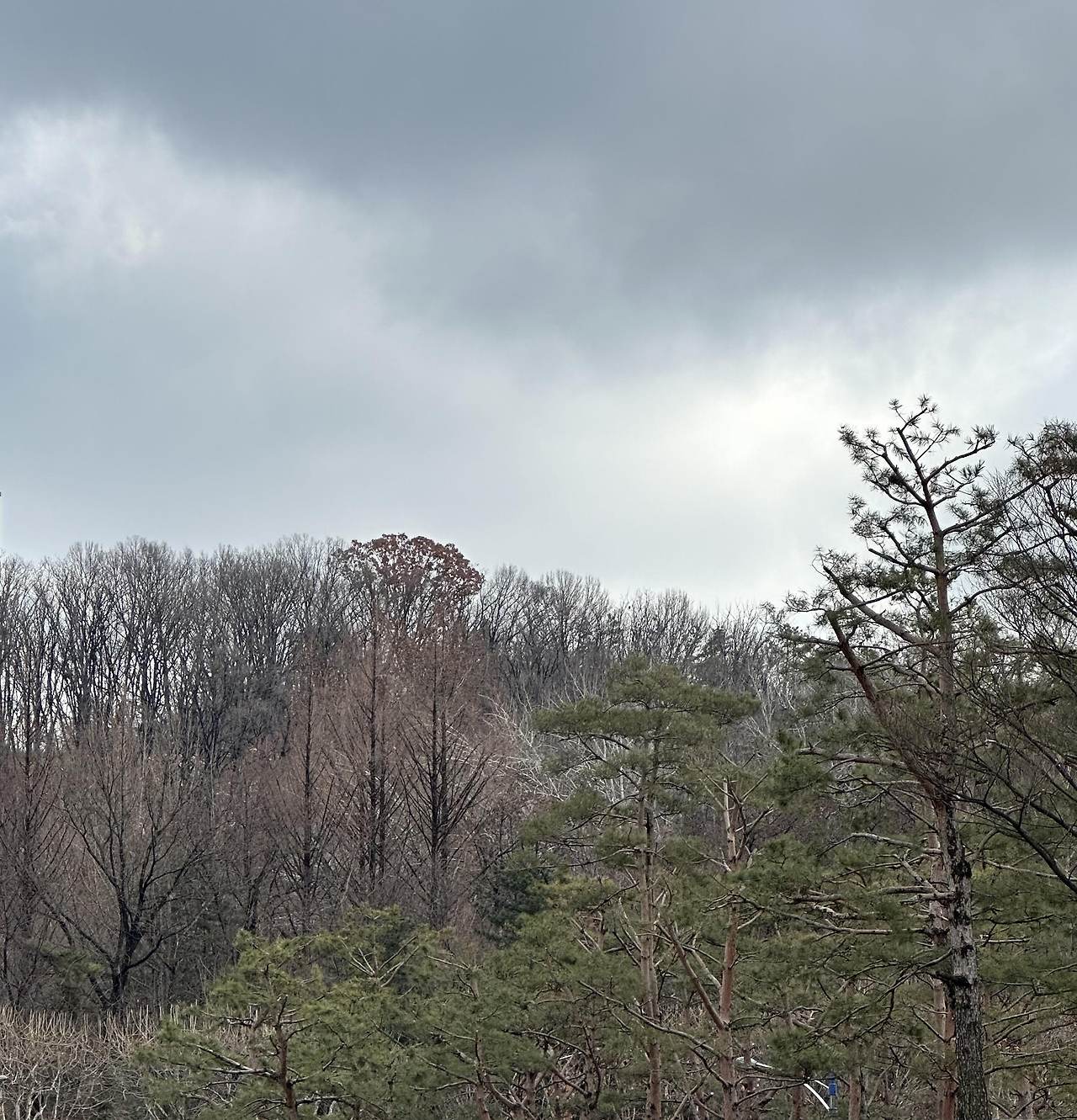 국중도에서 본 미도산 마루.jpg