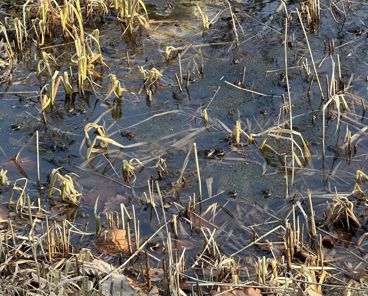 주작 개구리.jpg