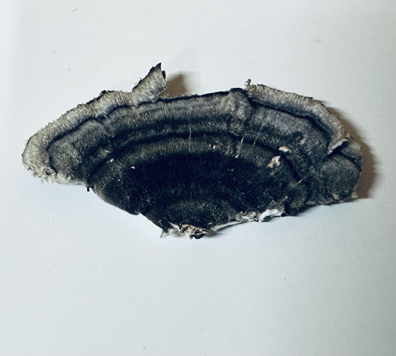 길 위의 버섯.jpg