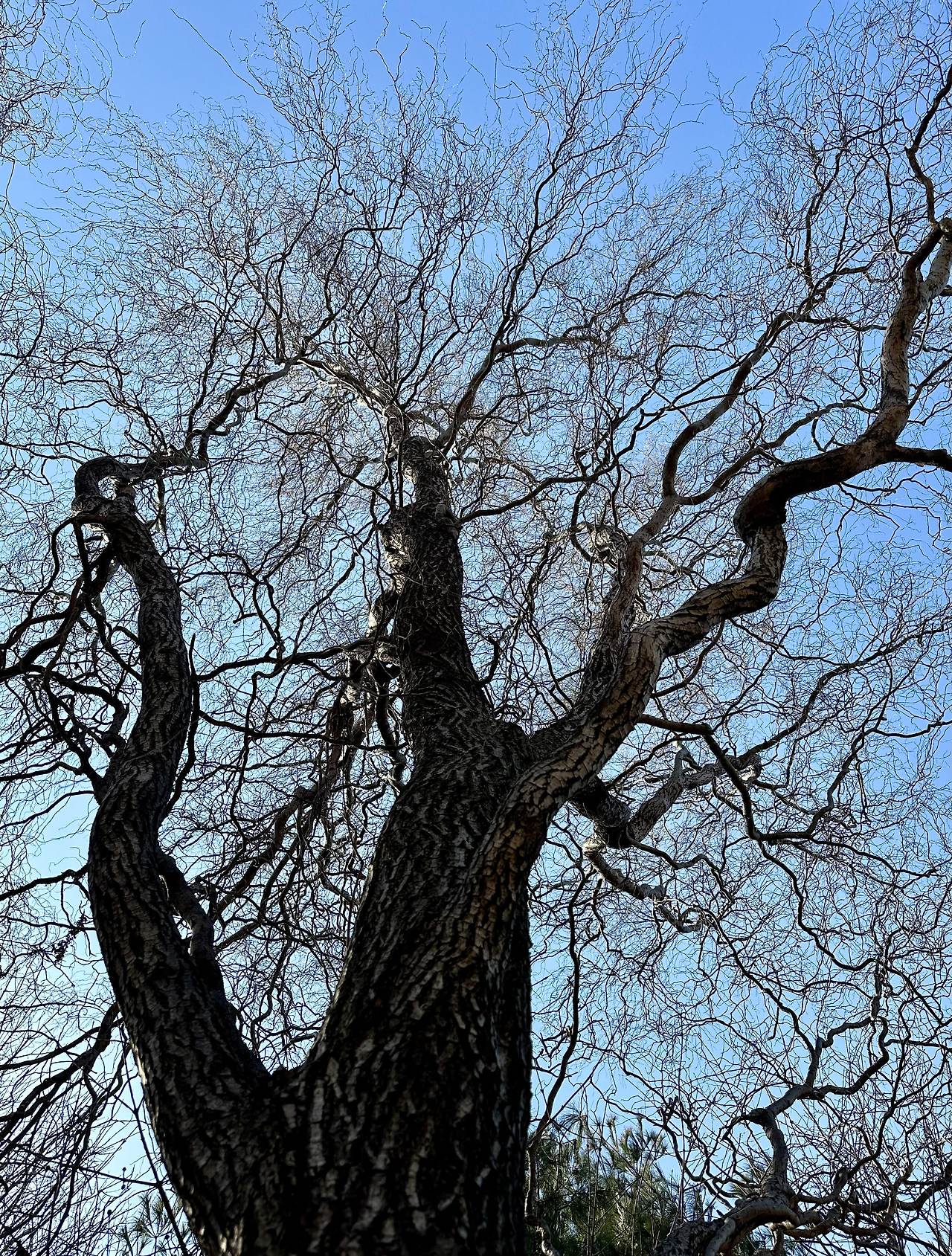 현무 용버들.jpg