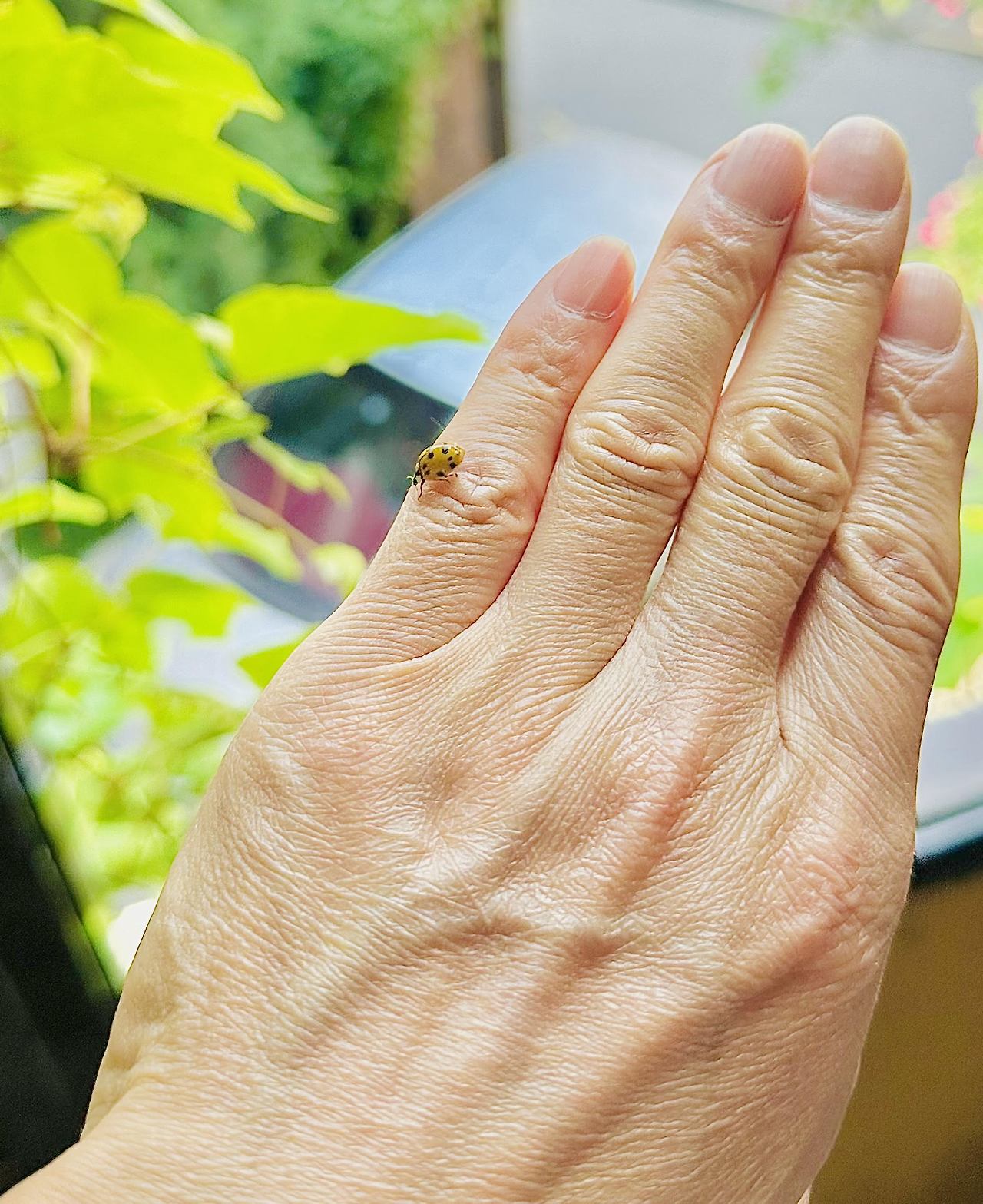 황금 무당벌레.jpg