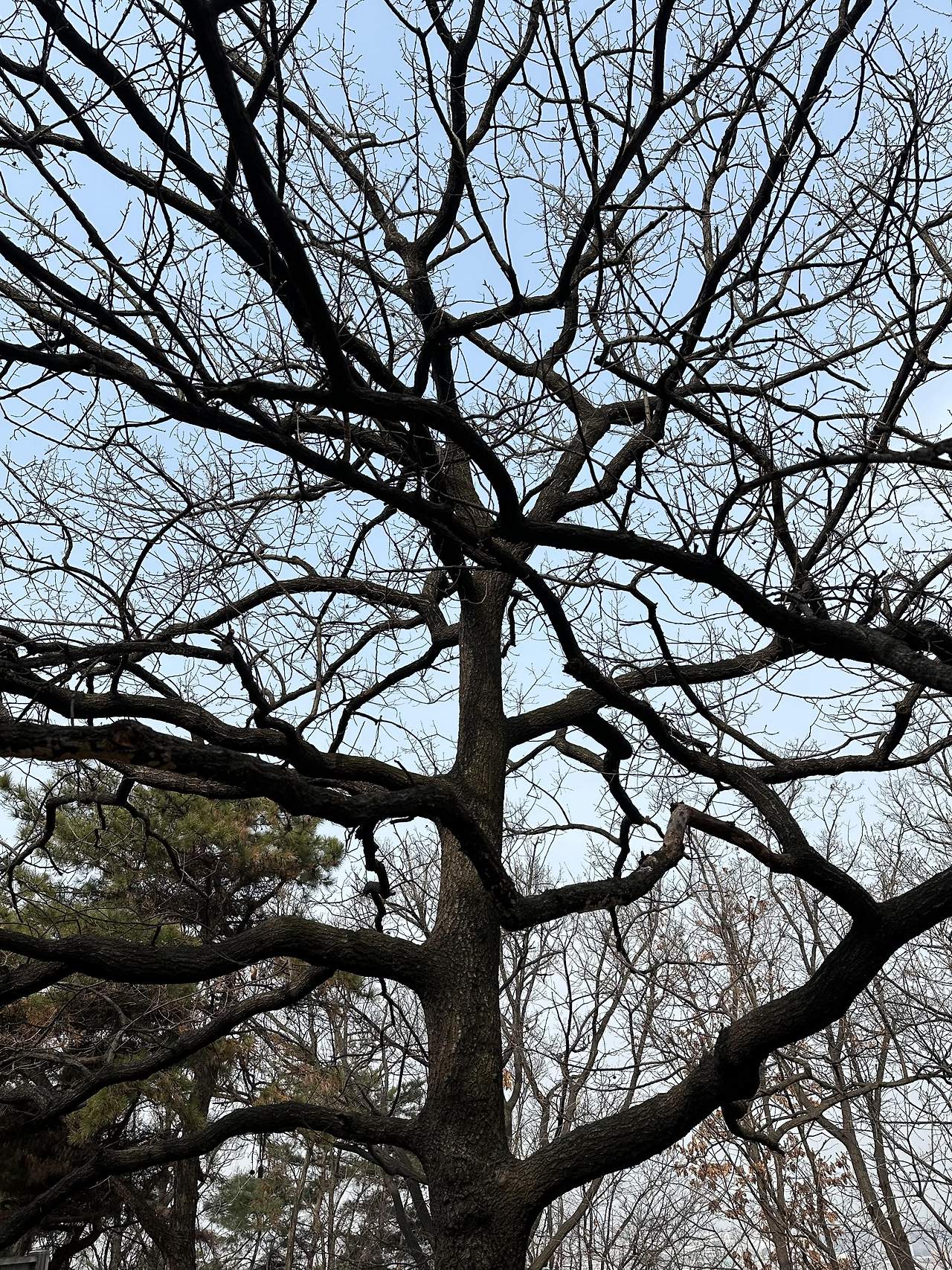 개화산 신목.jpg