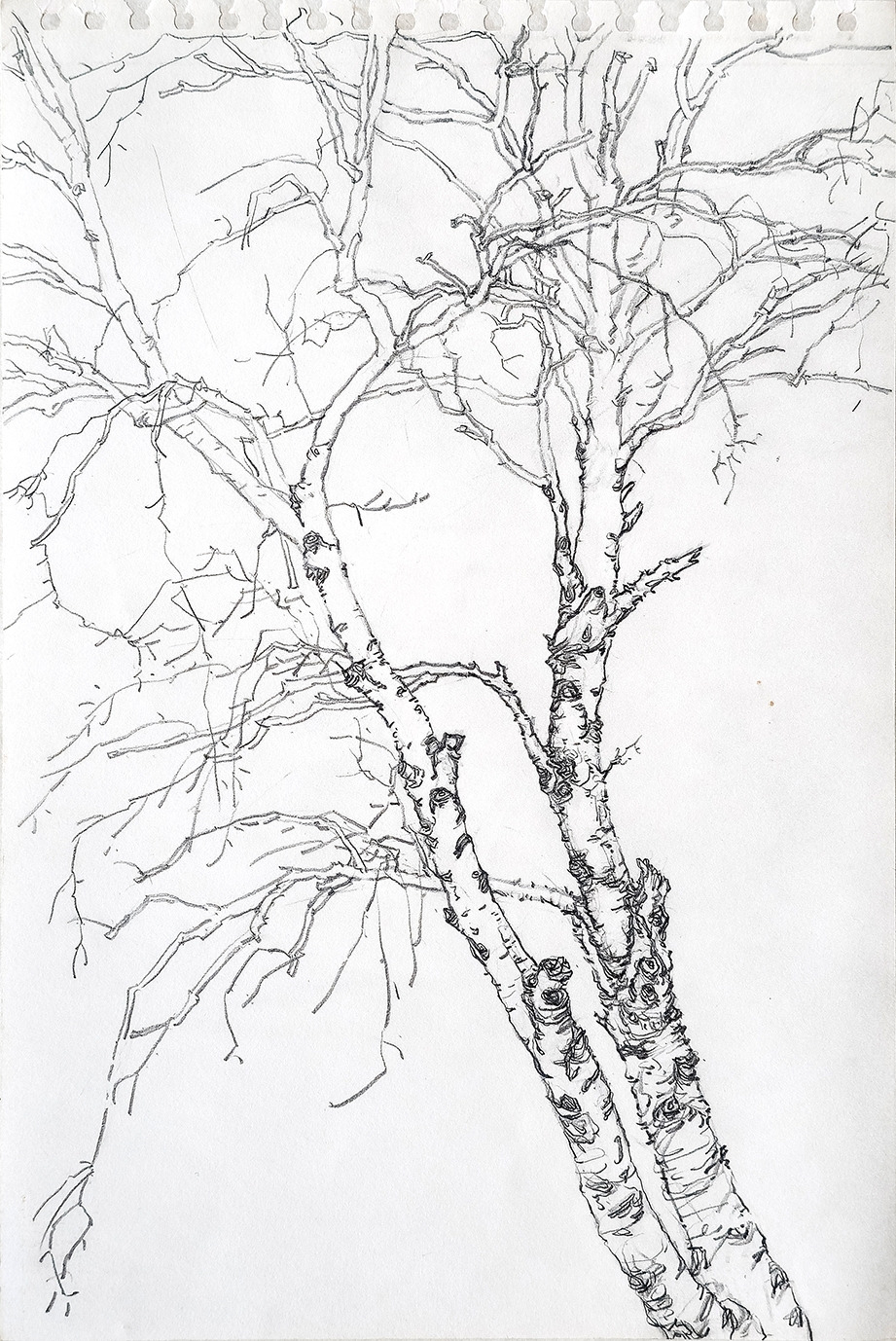20160517 자작나무 연필스케치_72.jpg