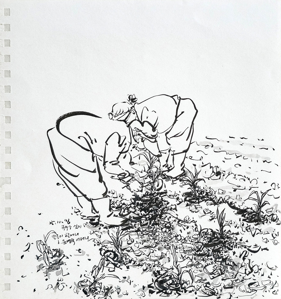 20160511 옥수수심기_72.jpg