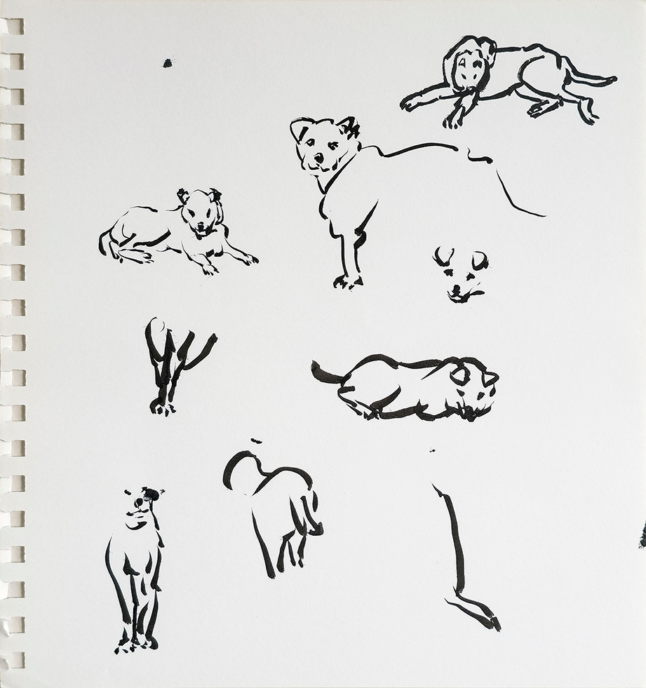 20160408_양구 강아지_72.jpg