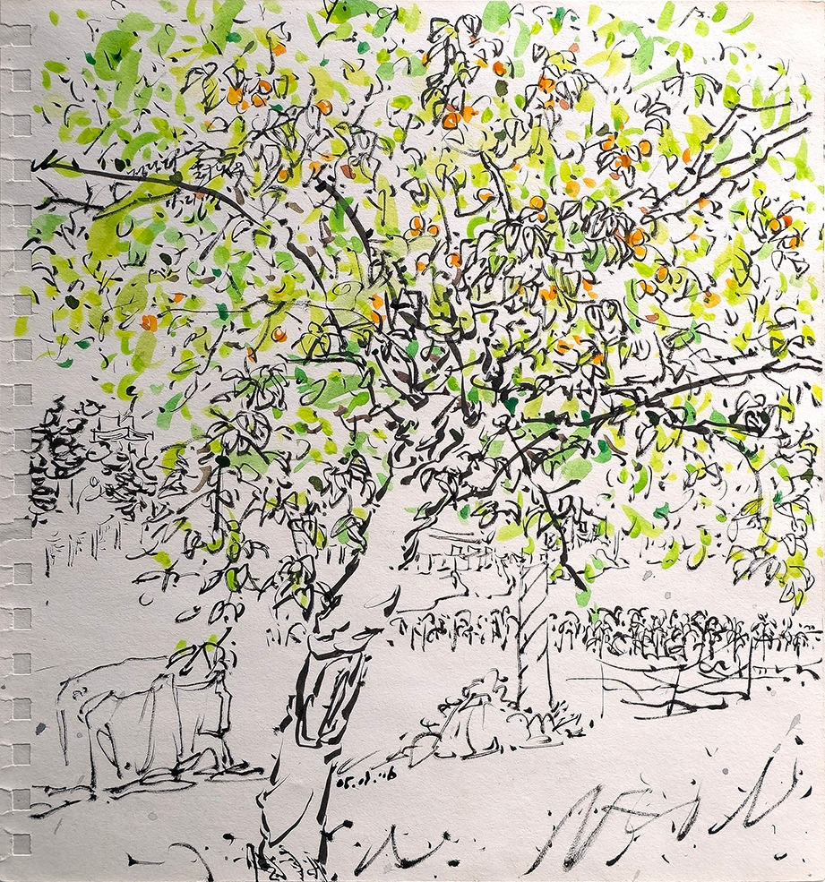 20160621 살구나무_72.jpg