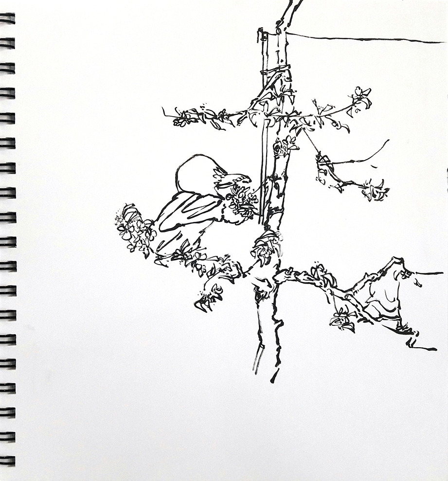 20160501 사과농장 꽃 따기 과정_72.jpg