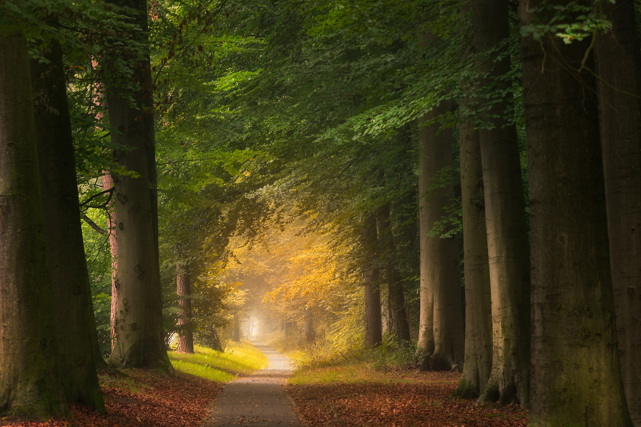 pathway-middle-forest-with-big-green-leafed-trees.jpg