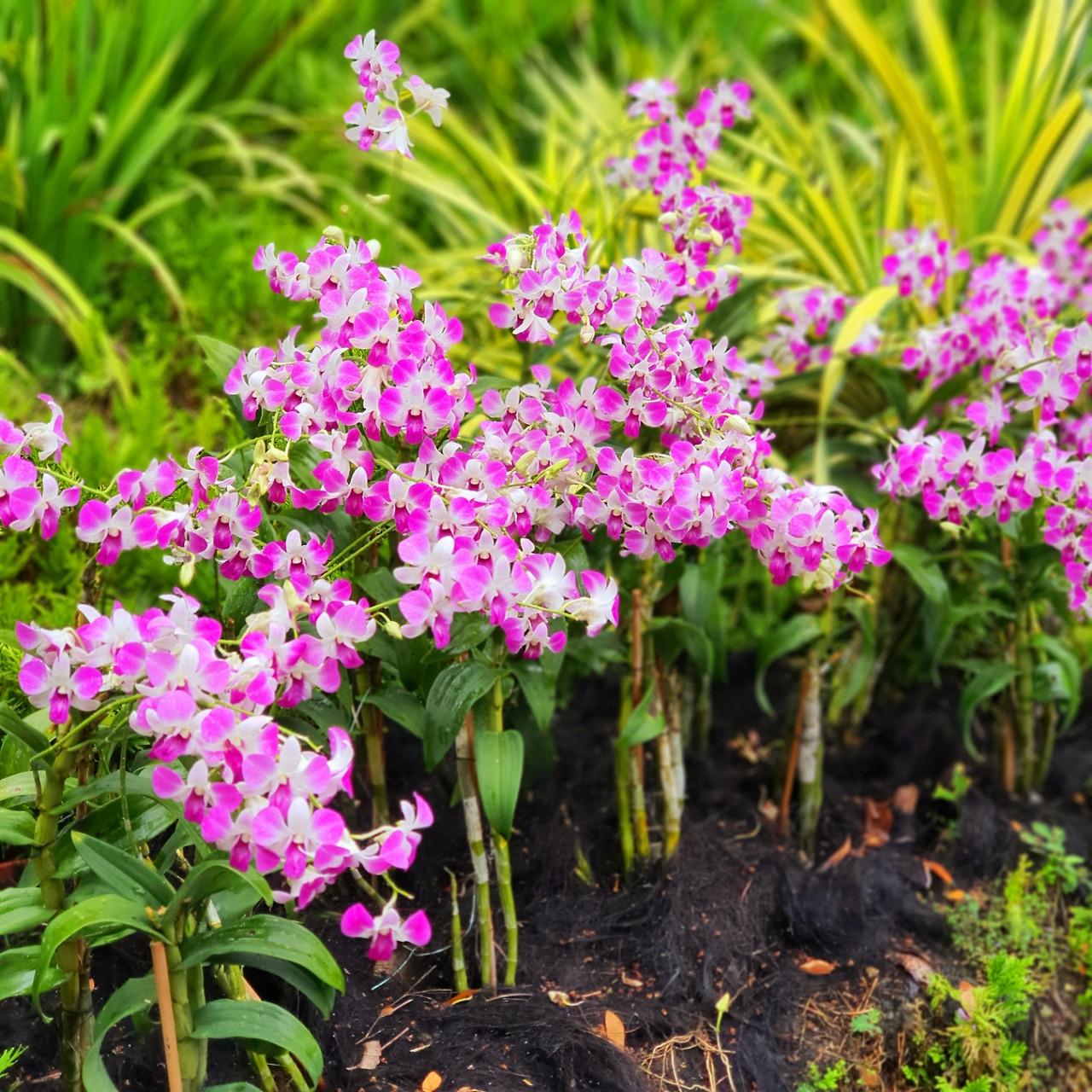 오키드가든 난.jpg