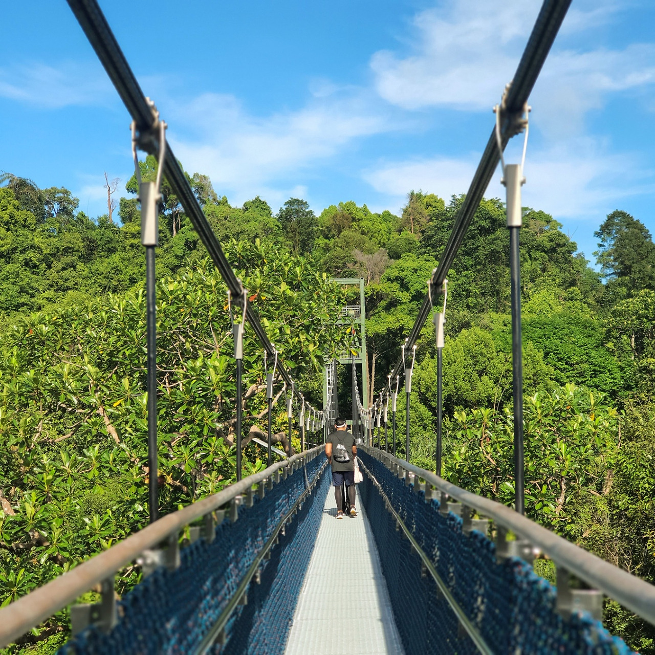 맥리치 트리탑워크.jpg