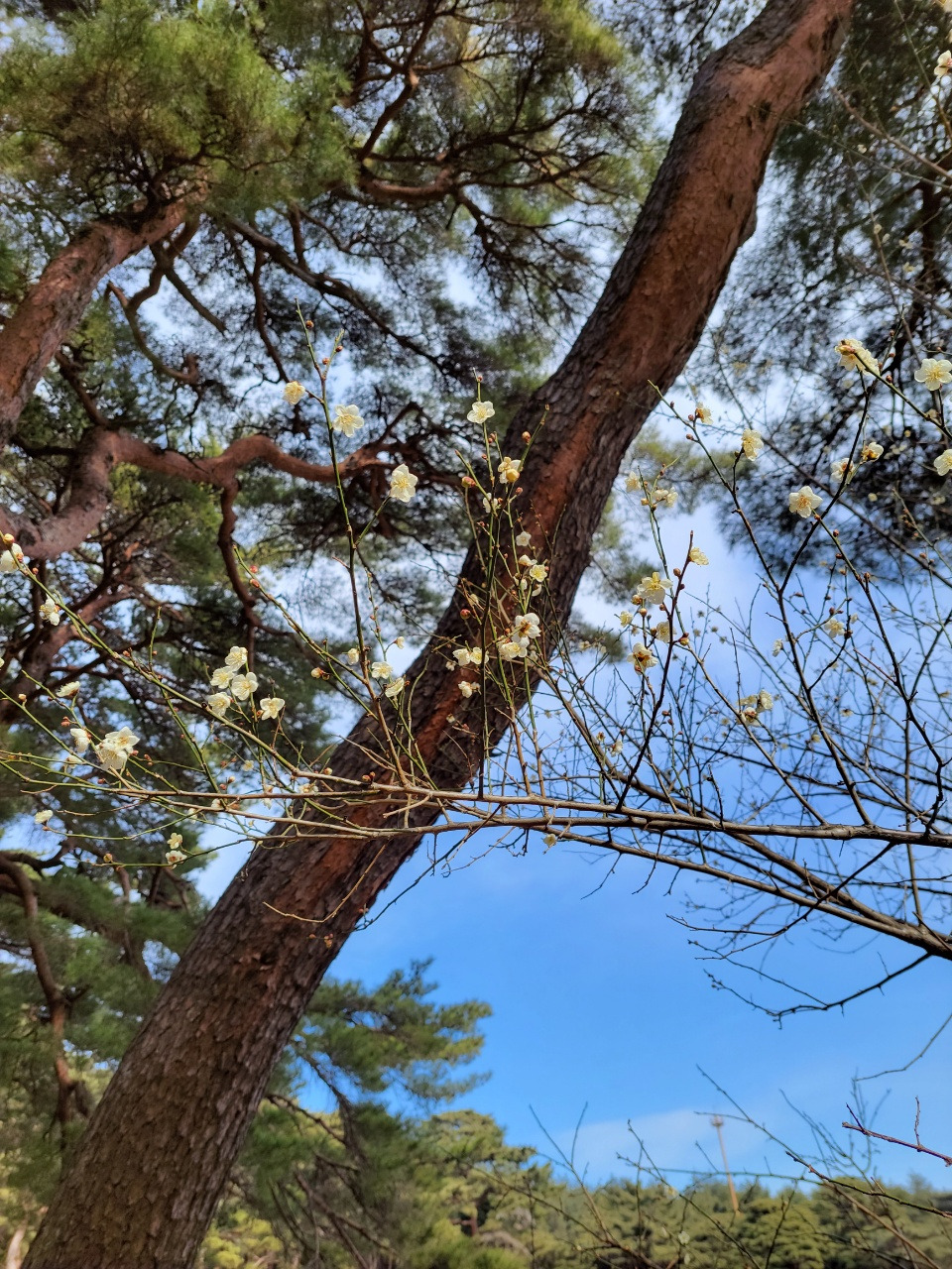 영축산 축서암 매화(2022년1월중순).jpg