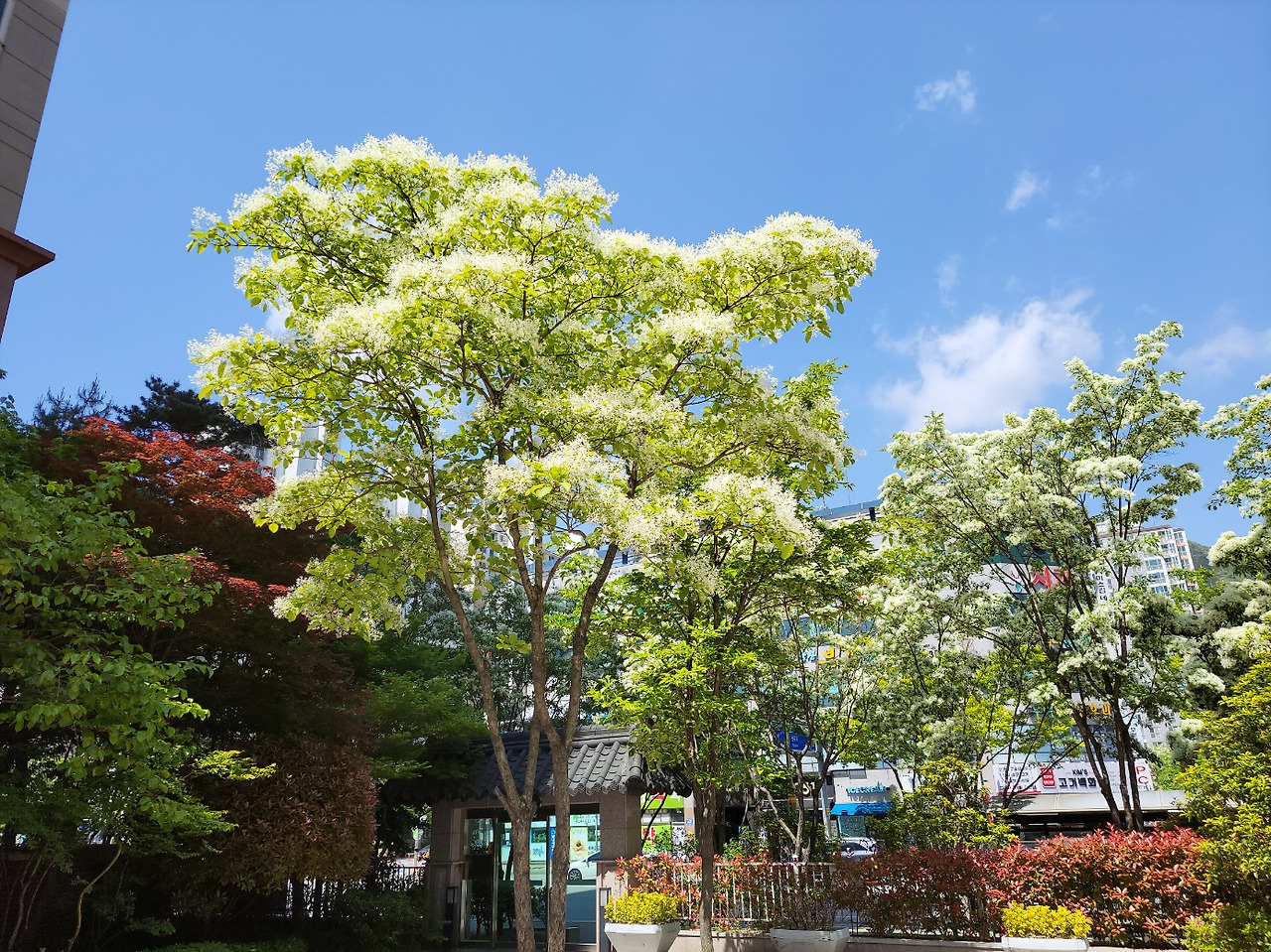 23년4월 출근길 이팝나무.jpg