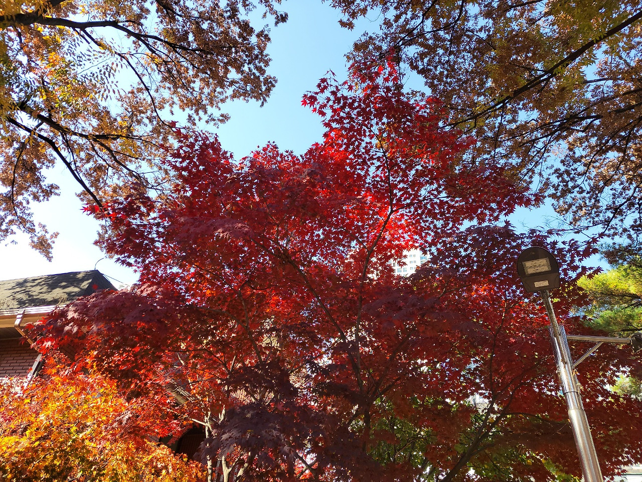 남서울교회 가을.jpg