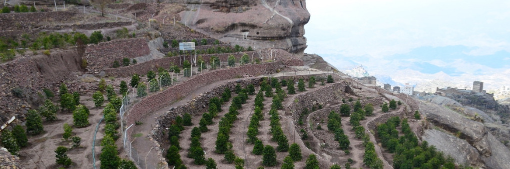 예멘 커피 경작지.jpg