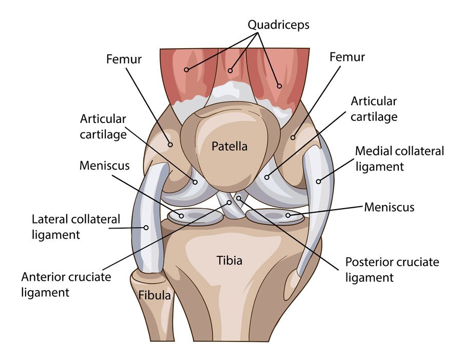 anatomy-of-the-knee.jpg