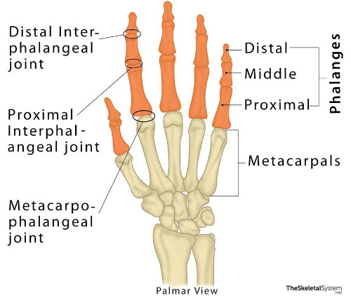 Phalanges.jpg