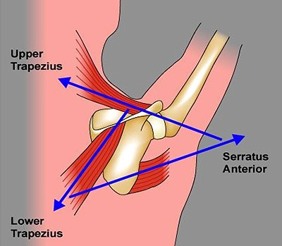 shoulder_upward_rotation_어깨_상방회전_어깨_리듬_scapular_rhythm_(2).jpg