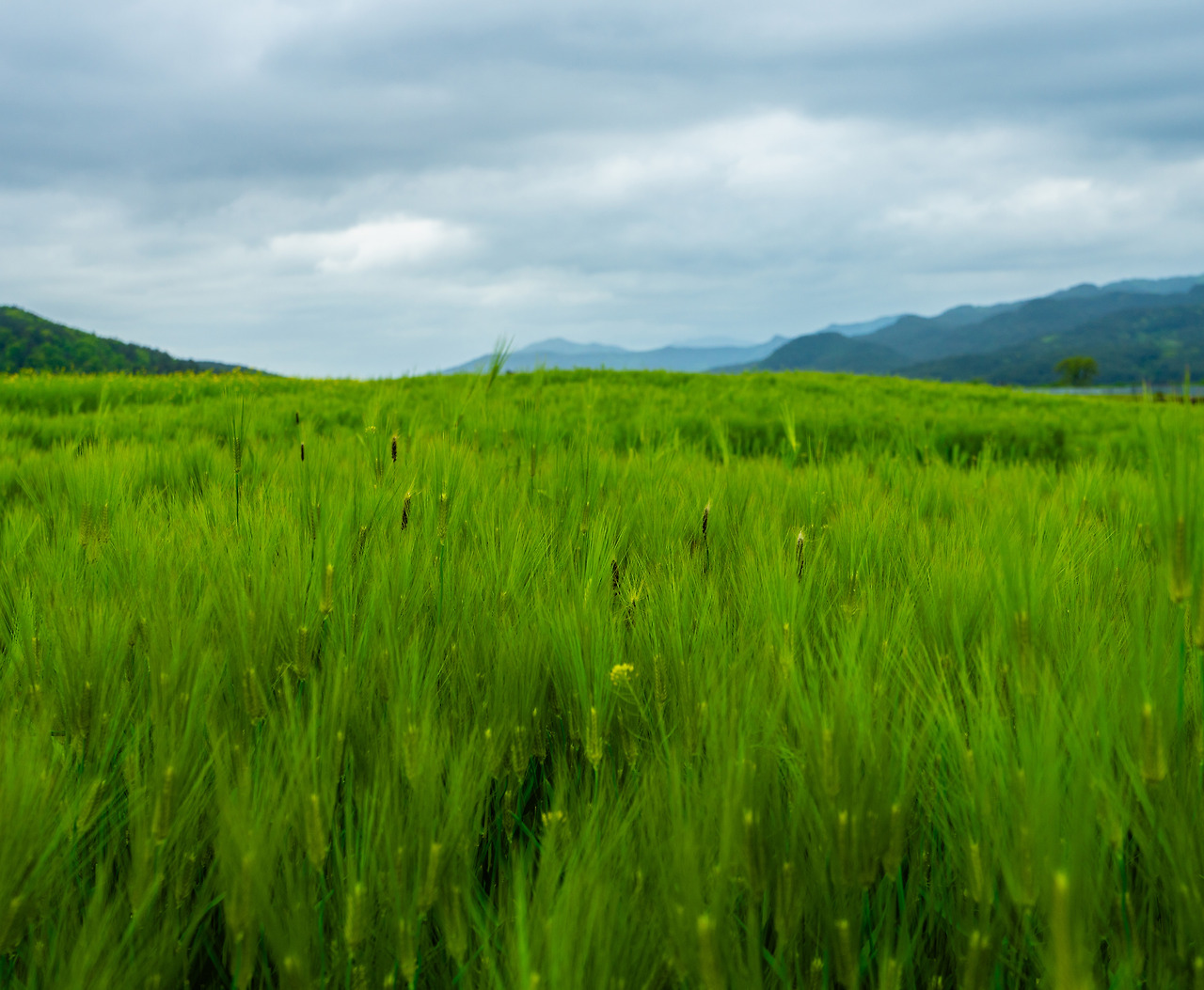 10.청보리 일용할양식_4050.jpg