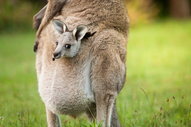 an-australia-wild-baby-kangaroo-in-mother-s-couch-front-bag_44161-39.jpg