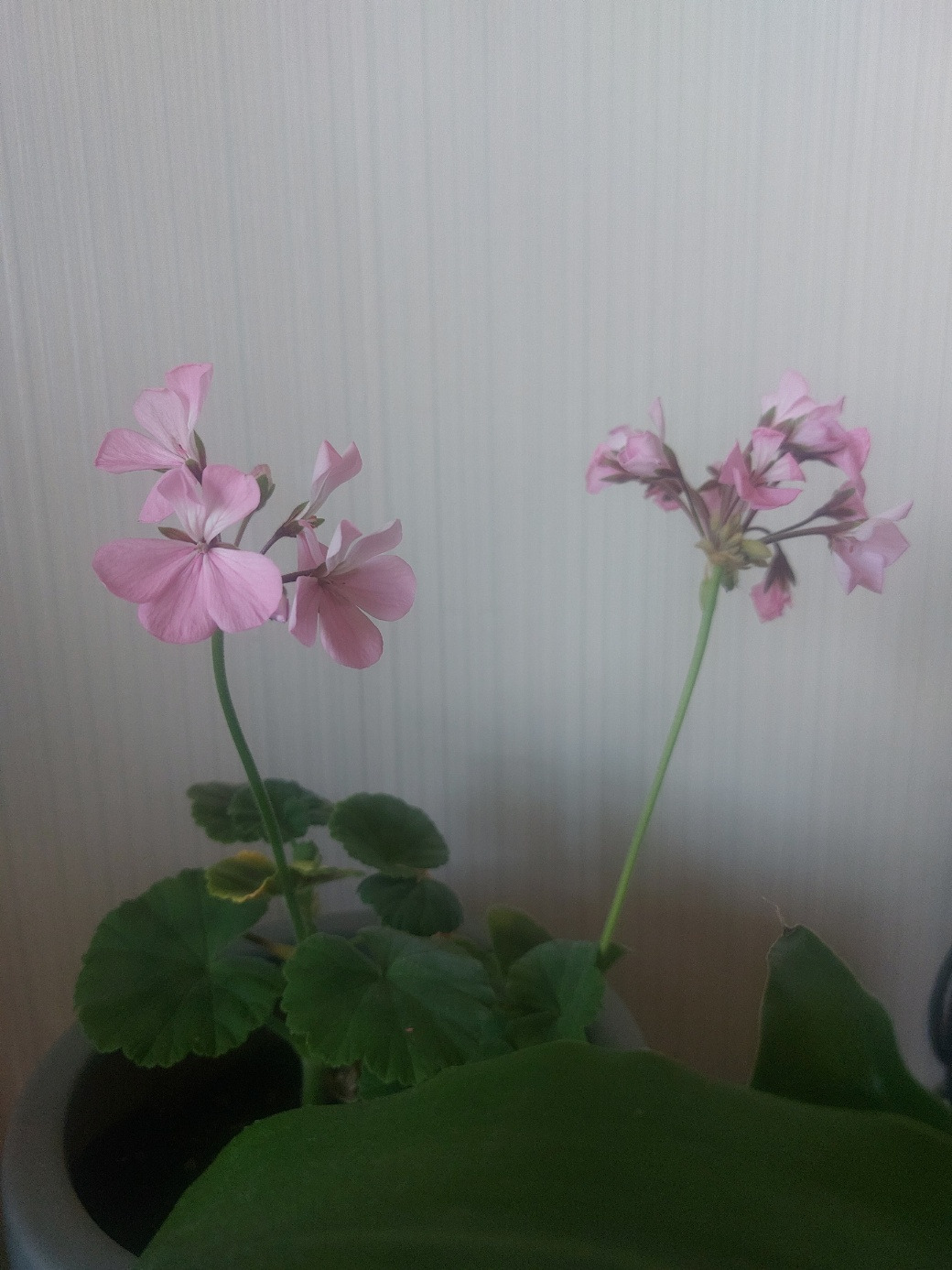 시집간 제라늄.jpg