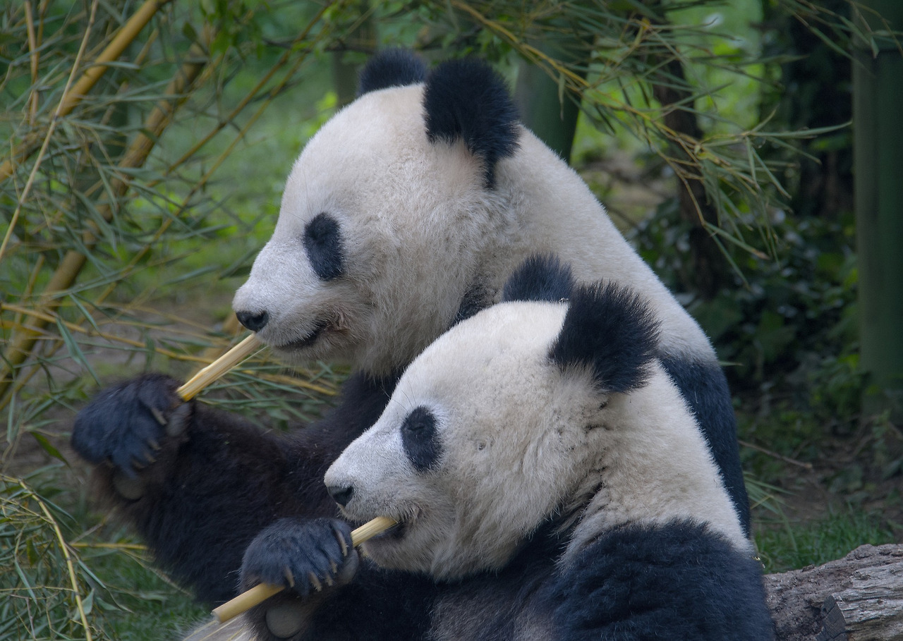 panda-gce5a9c3e8_1920.jpg