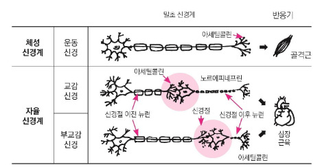 신경계와.jpg