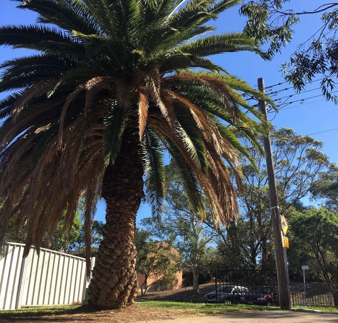 할머니집 근처 나무.jpg