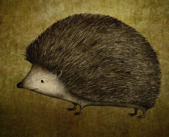 고슴도치.jpg