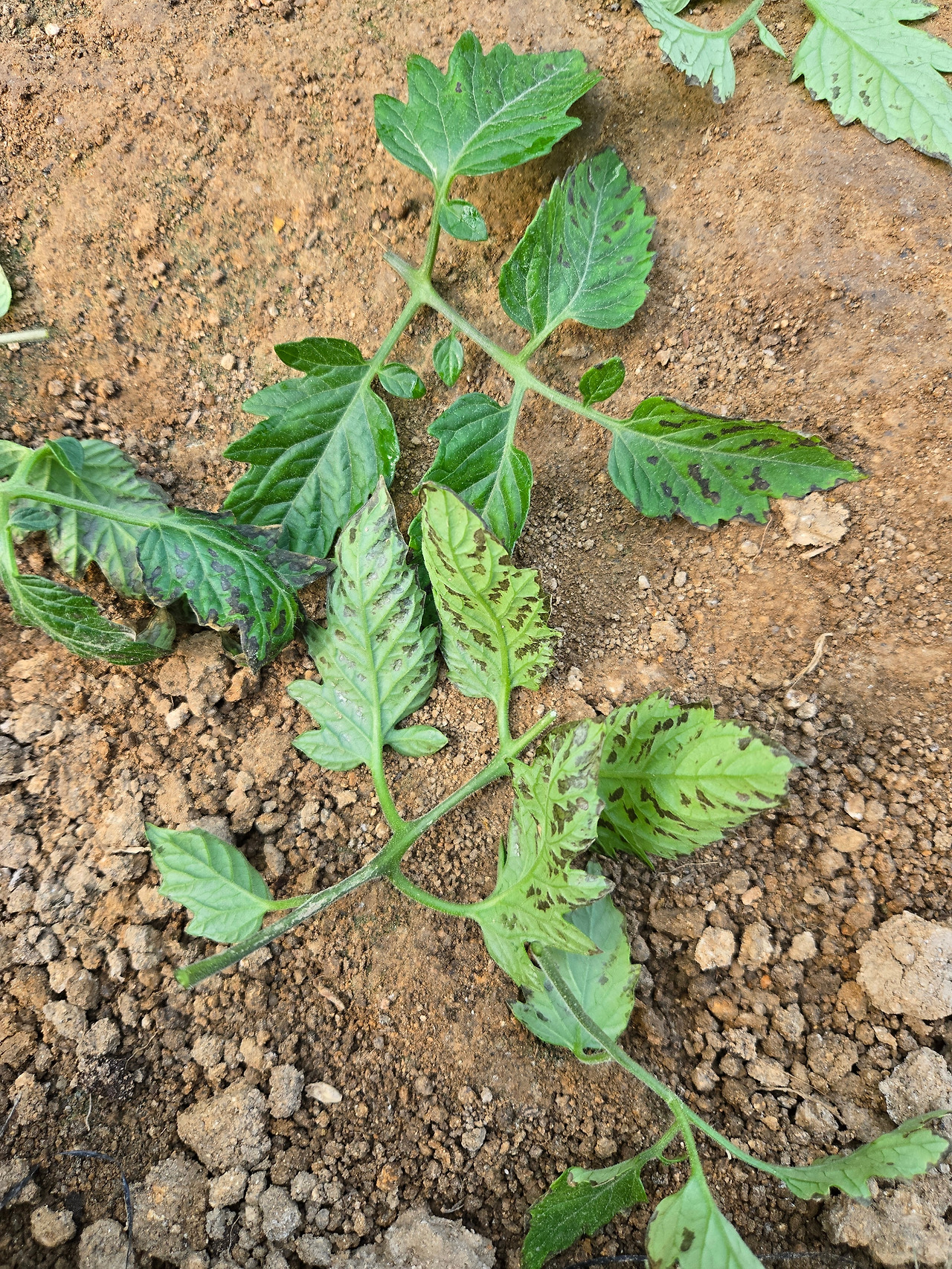 곰팡이균에 감염된 토마토 잎들_20250531.jpg