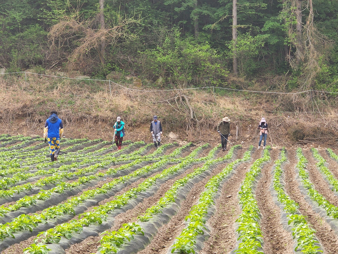 횡성 6주차_월요일_감자싹 꺼내기_동료들 작업하는 모습_20220523_081526.jpg